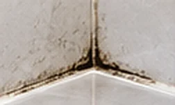Mouldy Silicone Removal